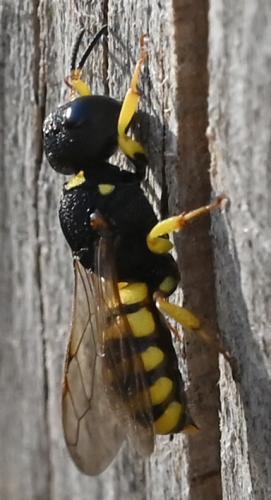 Lestica clypeata